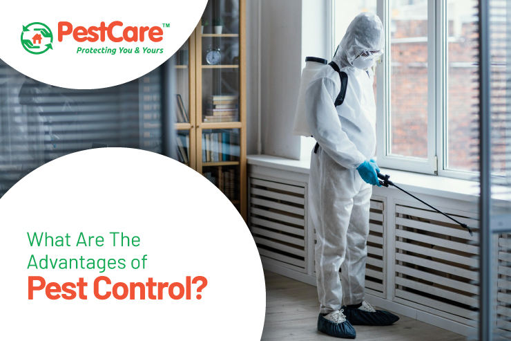 Advantages of Pest Control