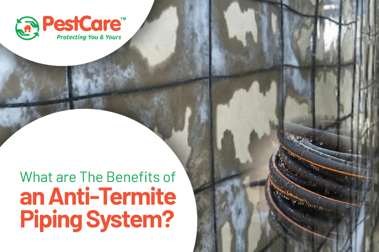 Anti-Termite Piping System Anti-Termite Piping System