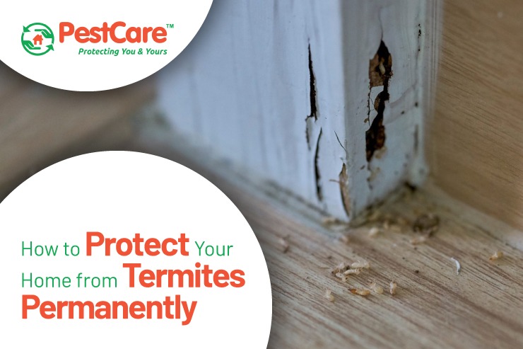 How to Protect Your Home from Termites Permanently