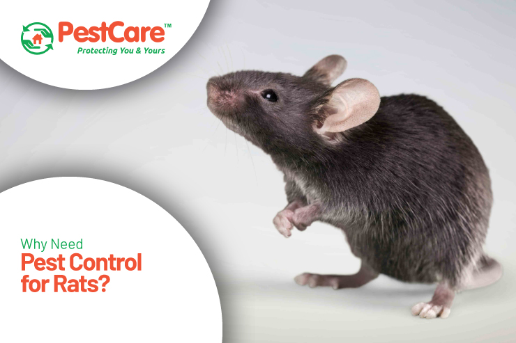 Pest Control for Rats
