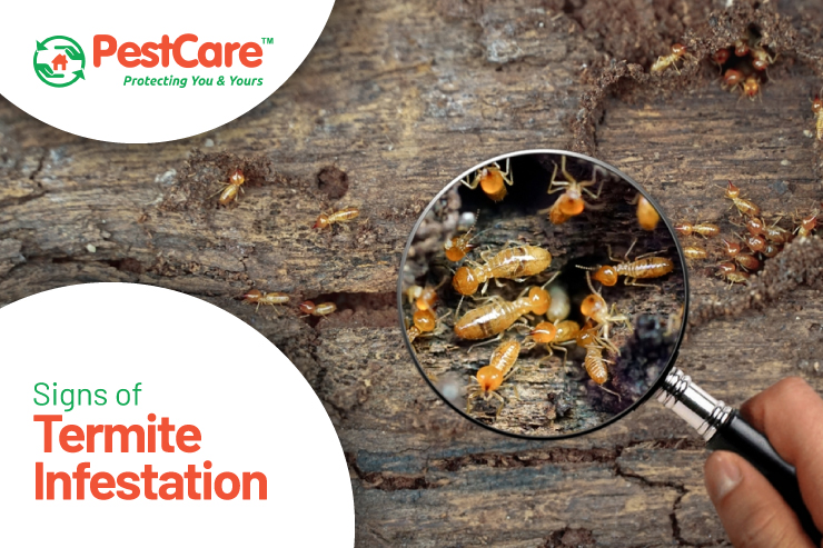 termite infestation