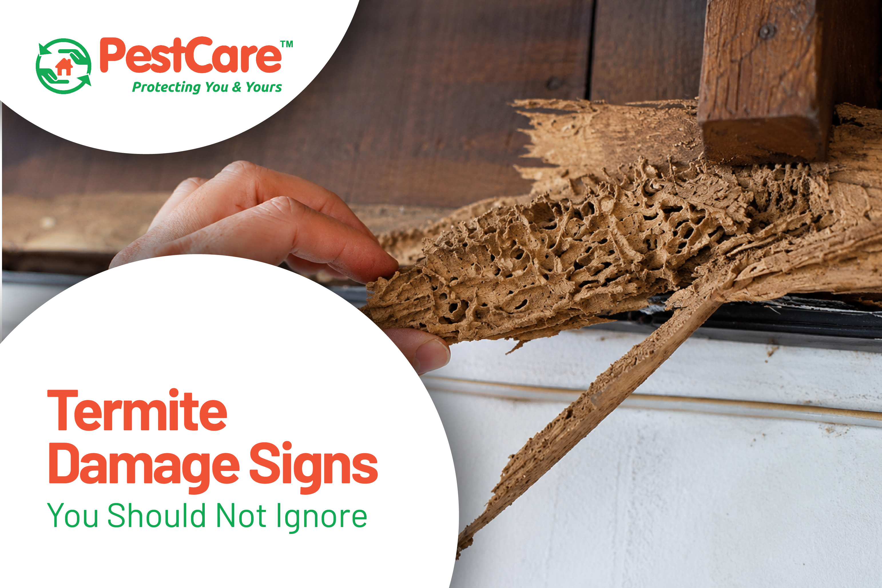 Termite Damage Signs You Should Not Ignore