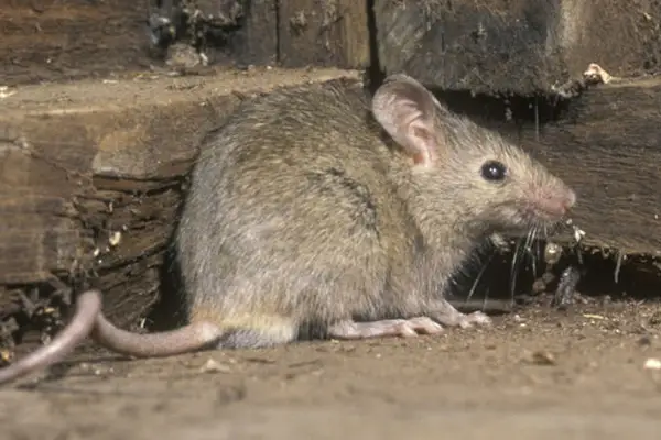 Rodent Removal Service Rodent Removal Service
