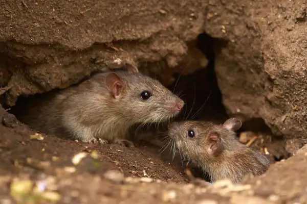 Rodent Control in Ahmedabad Rodent Control in Ahmedabad