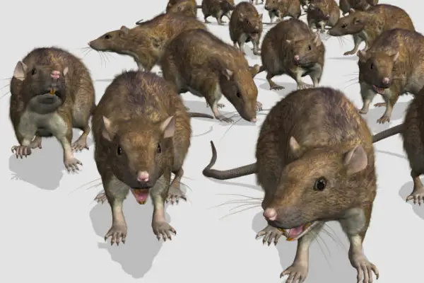 Rodent Removal Rodent Removal