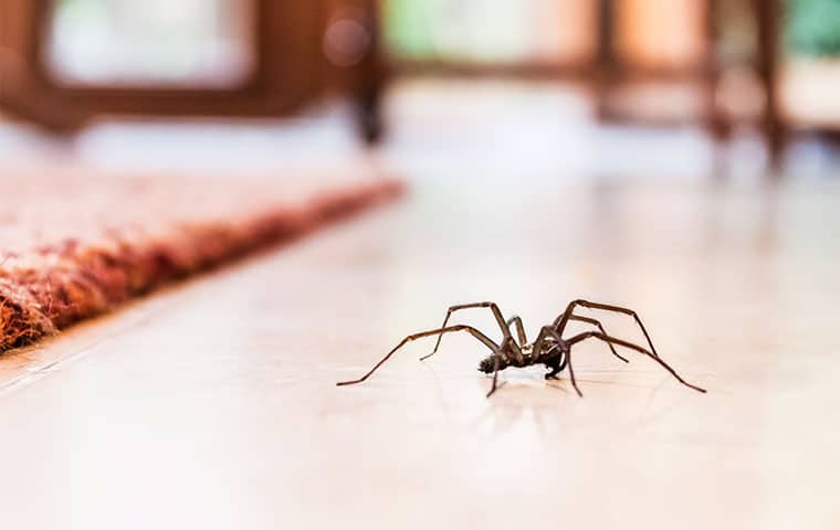 Spider Control Service