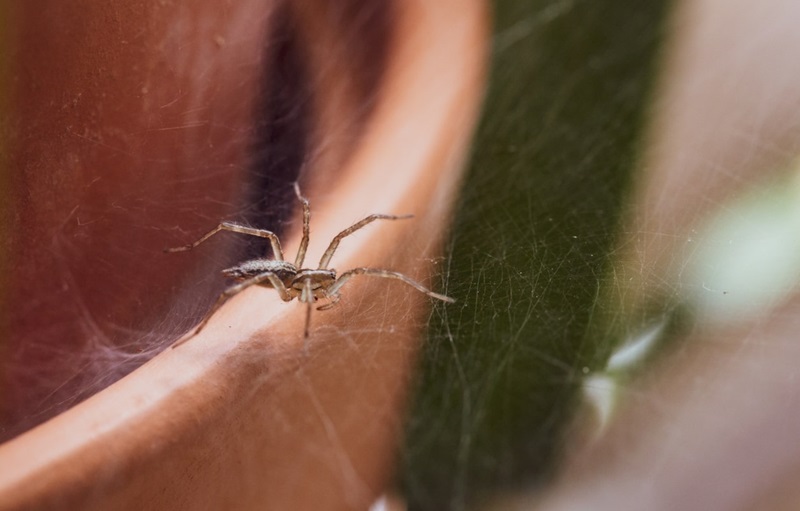 Spider Control Service in Ahmedabad