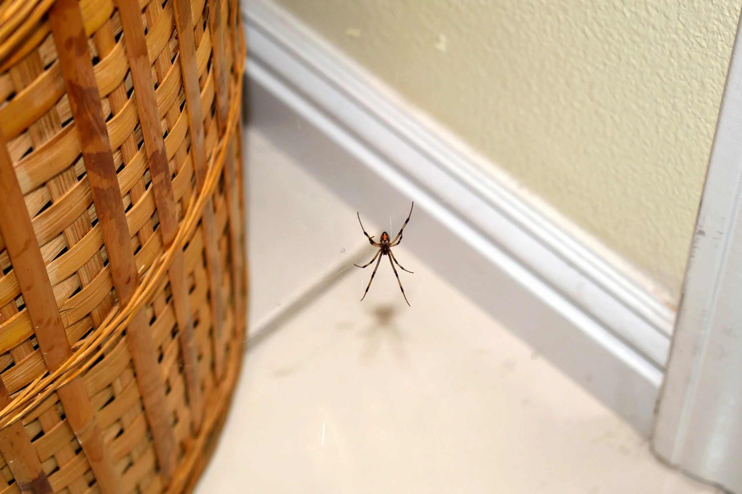 Spider Control Service Ahmedabad
