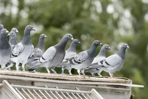 Bird Control Services in Ahmedabad Bird Control Services in Ahmedabad