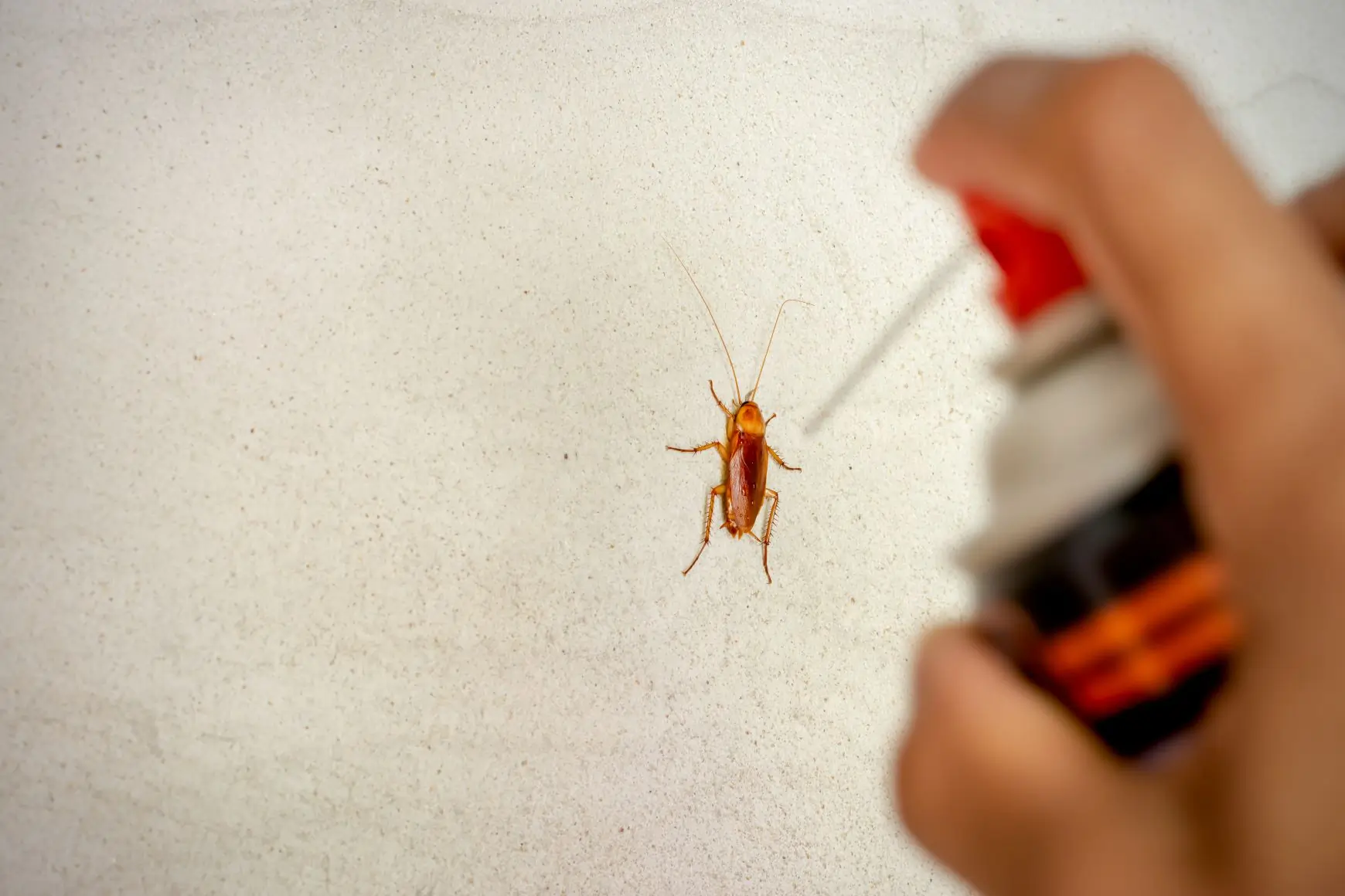 Cockroach Control Services in Ahmedabad