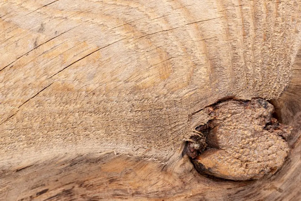 Wood Borer Treatment in Ahmedabad Wood Borer Treatment in Ahmedabad