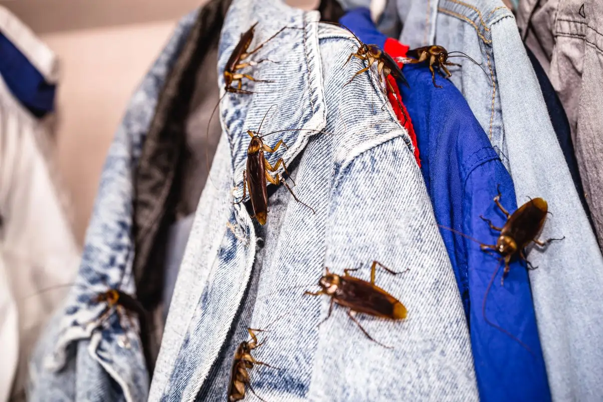 Bed Bug Treatment in Ahmedabad