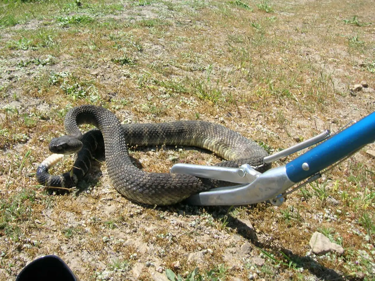 Snake Control Services Snake Control Services