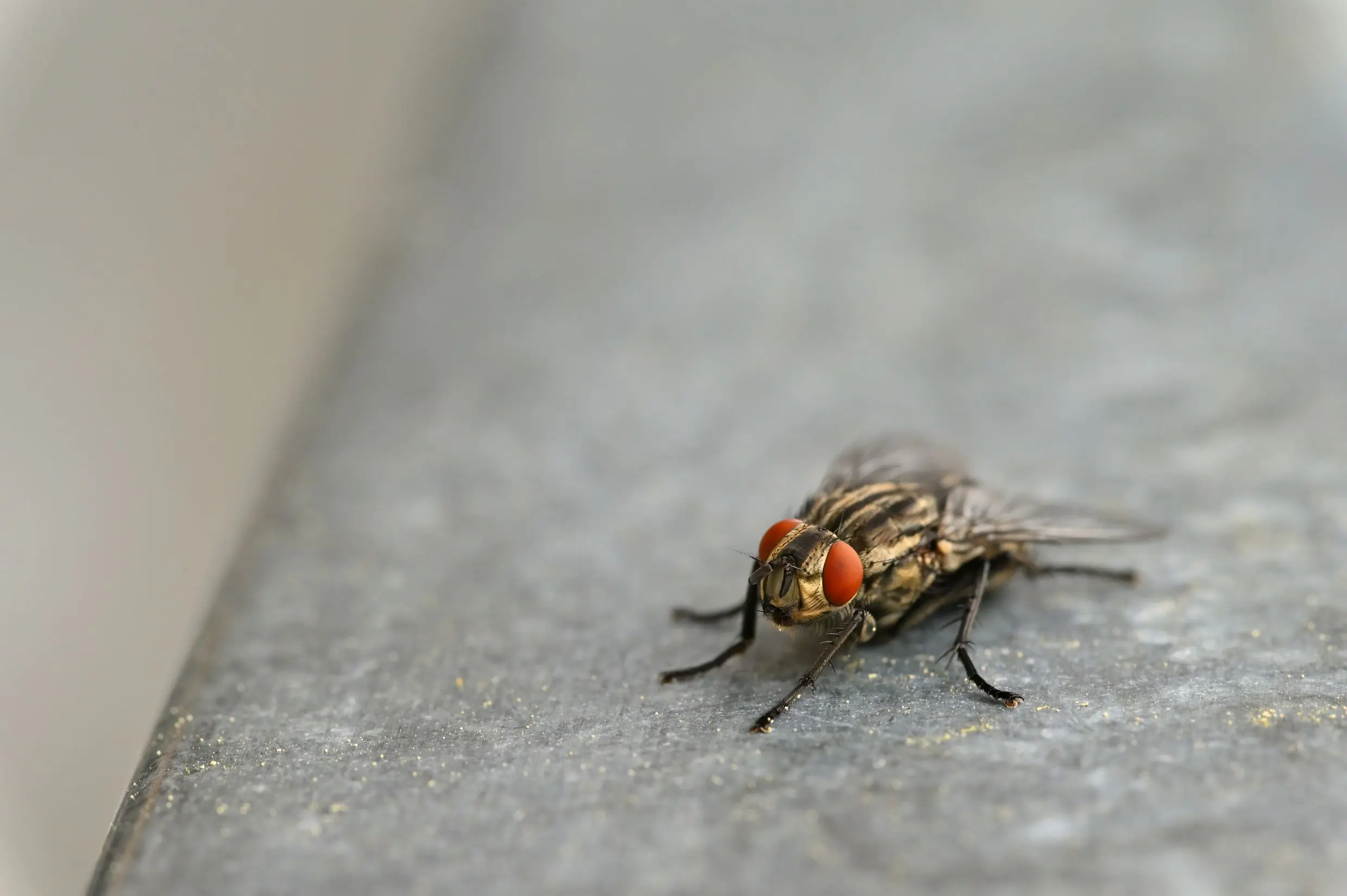 Tick and Flea Control in Ahmedabad Tick and Flea Control in Ahmedabad